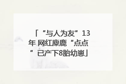 “与人为友”13年 网红麋鹿“点点”已产下8胎幼崽