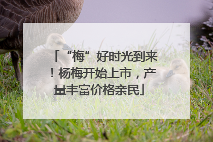 “梅”好时光到来！杨梅开始上市，产量丰富价格亲民