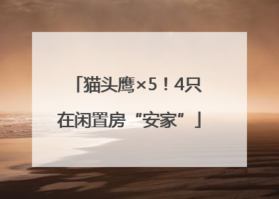 猫头鹰×5！4只在闲置房“安家”