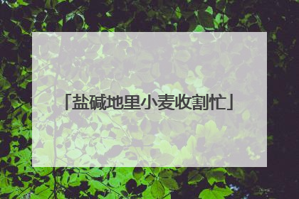 盐碱地里小麦收割忙