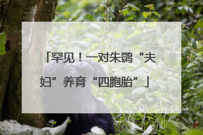 罕见！一对朱鹮“夫妇”养育“四胞胎”