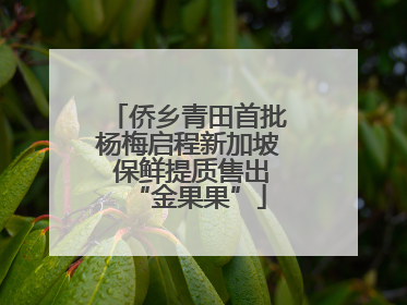 侨乡青田首批杨梅启程新加坡 保鲜提质售出“金果果”