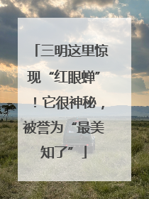 三明这里惊现“红眼蝉”！它很神秘，被誉为“最美知了”