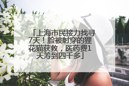 上海市民接力找寻7天！脸被射穿的狸花猫获救，医药费1天筹到四千多