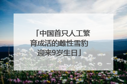 中国首只人工繁育成活的雌性雪豹迎来9岁生日