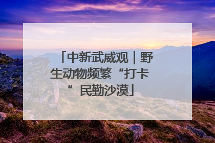 中新武威观｜野生动物频繁“打卡”民勤沙漠
