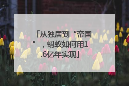 从独居到“帝国”，蚂蚁如何用1.6亿年实现