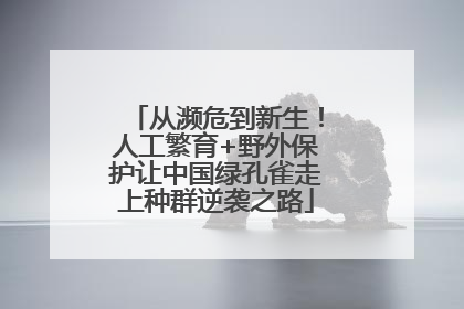 从濒危到新生！人工繁育+野外保护让中国绿孔雀走上种群逆袭之路