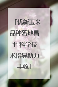 优新玉米品种落地昌平 科学技术指导助力丰收
