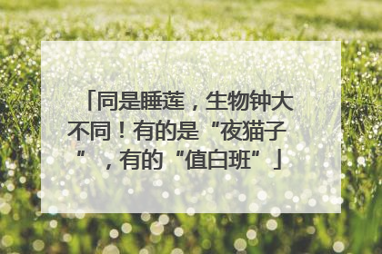 同是睡莲，生物钟大不同！有的是“夜猫子”，有的“值白班”