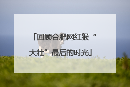 回顾合肥网红猴“大壮”最后的时光