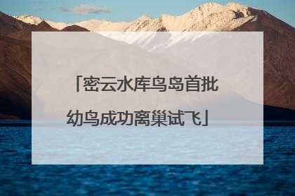 密云水库鸟岛首批幼鸟成功离巢试飞