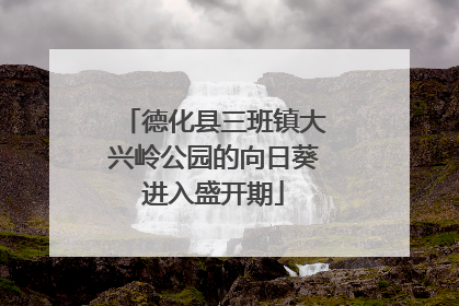 德化县三班镇大兴岭公园的向日葵进入盛开期