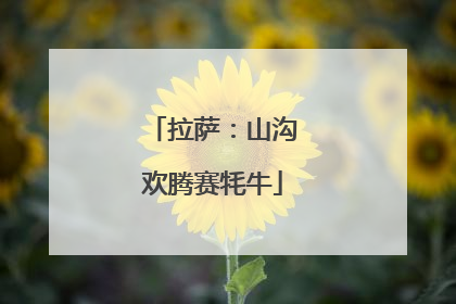 拉萨：山沟欢腾赛牦牛