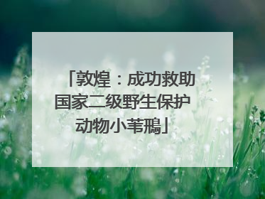 敦煌：成功救助国家二级野生保护动物小苇鳽