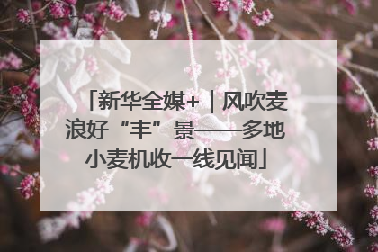 新华全媒+｜风吹麦浪好“丰”景——多地小麦机收一线见闻