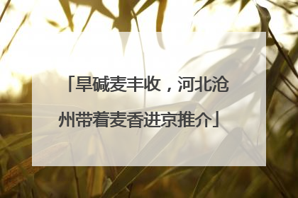 旱碱麦丰收，河北沧州带着麦香进京推介