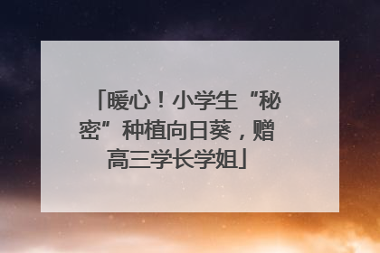 暖心！小学生“秘密”种植向日葵，赠高三学长学姐