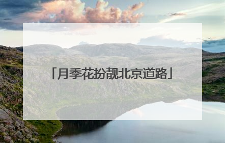 月季花扮靓北京道路
