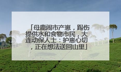 母鹿闹市产崽，踢伤提供水和食物市民，大连动保人士：护崽心切，正在想法送回山里