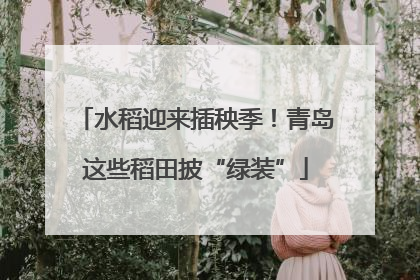 水稻迎来插秧季！青岛这些稻田披“绿装”