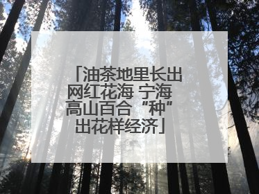 油茶地里长出网红花海 宁海高山百合“种”出花样经济