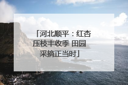 河北顺平：红杏压枝丰收季 田园采摘正当时