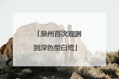 泉州首次观测到深色型白鹭