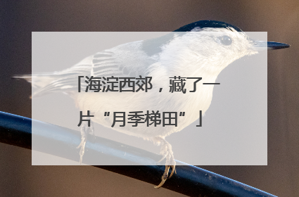 海淀西郊，藏了一片“月季梯田”