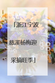 浙江宁波慈溪杨梅迎采摘旺季