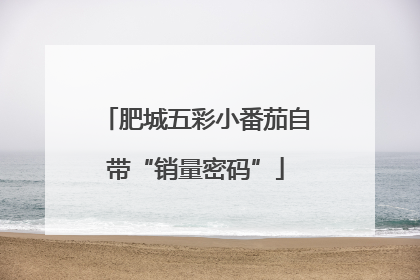肥城五彩小番茄自带“销量密码”