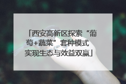 西安高新区探索“葡萄+蔬菜”套种模式 实现生态与效益双赢