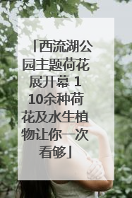 西流湖公园主题荷花展开幕 110余种荷花及水生植物让你一次看够