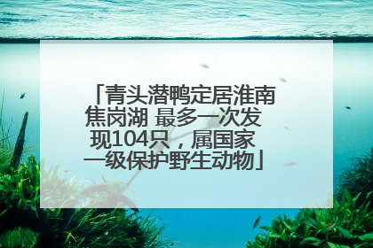 青头潜鸭定居淮南焦岗湖 最多一次发现104只，属国家一级保护野生动物