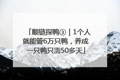 顺链探鸭③｜1个人就能管6万只鸭，养成一只鸭只需50多天