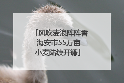 风吹麦浪阵阵香 海安市55万亩小麦陆续开镰