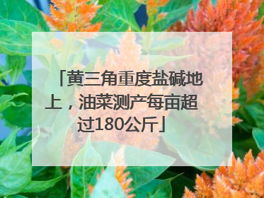 黄三角重度盐碱地上，油菜测产每亩超过180公斤