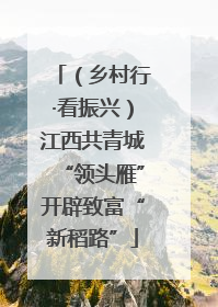 （乡村行·看振兴）江西共青城“领头雁”开辟致富“新稻路”