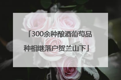 300余种酿酒葡萄品种相继落户贺兰山下