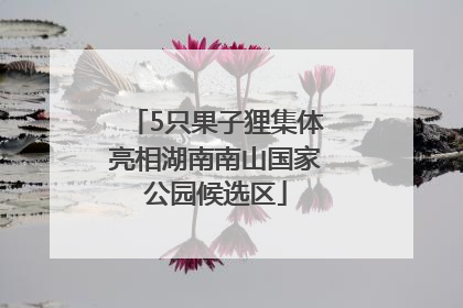 5只果子狸集体亮相湖南南山国家公园候选区