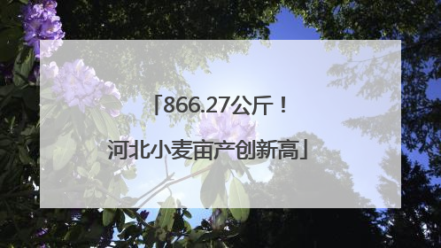 866.27公斤！河北小麦亩产创新高